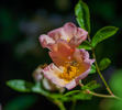 Pink Mermaid rose photo