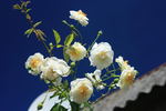 White Skyliner rose photo