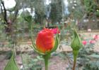 Nova Lux rose photo