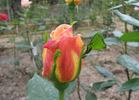 Cristoforo Colombo rose photo