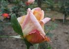 Cristoforo Colombo rose photo