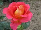Papilio rose photo