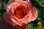 Blessings, Cl. rose photo