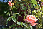 Blessings, Cl. rose photo