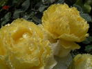 Smooth Buttercup rose photo