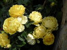 Smooth Buttercup rose photo