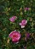 Rountuit ™ rose photo