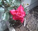 Dublin rose photo