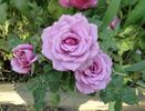 Odessa rose photo