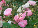 Morey's Pink rose photo