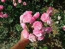 Morey's Pink rose photo