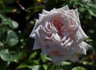 Prairie Star rose photo