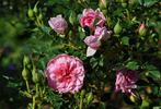 Rountuit ™ rose photo