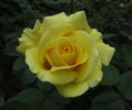 Roberta Bondar rose photo
