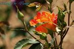 Charme de Vienne rose photo
