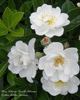 Schoone Gezelle Blomme rose photo