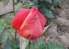 Galleria Borghese rose photo