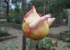 Maristella rose photo