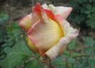Maristella rose photo