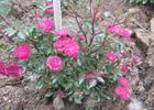 Folletto rose photo
