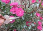 Folletto rose photo