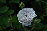 Comtesse de Lacépède rose photo