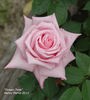 Dream Time rose photo