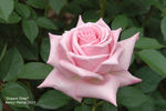 Dream Time rose photo