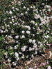 Rose Tutu rose photo
