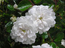 Rose Tutu rose photo