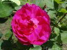 Fornarina rose photo