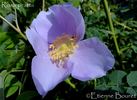 R. prattii rose photo