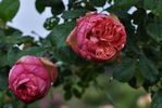 Pierre Bonnard ® rose photo