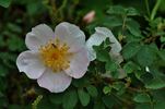 Robbie Burns rose photo