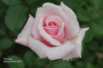 Shunpo rose photo
