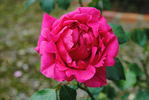 Cherryade rose photo