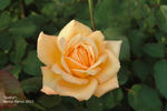 Sultry ™ rose photo