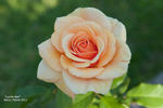 Lucille Ball rose photo
