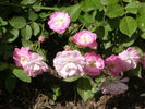 Gloire des polyanthas rose photo