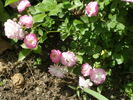 Gloire des polyanthas rose photo