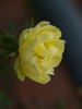 Double Yellow rose photo