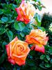 Jura rose photo