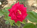 Helen's Trust rose photo