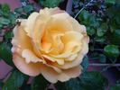 Alix de Vergy® rose photo