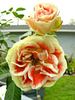 Most Unusual Day rose photo