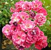 Spanky™ rose photo