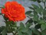 Top Marks rose photo