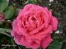 Hippolyte Jamain rose photo