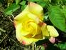 Funkuhr ® rose photo