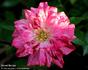 Secret Recipe rose photo